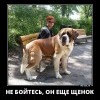 Ещё щенок