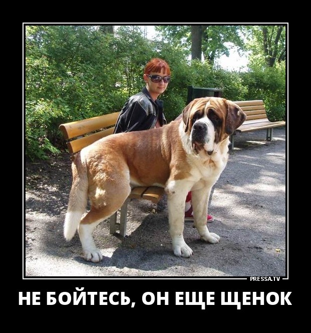Ещё щенок