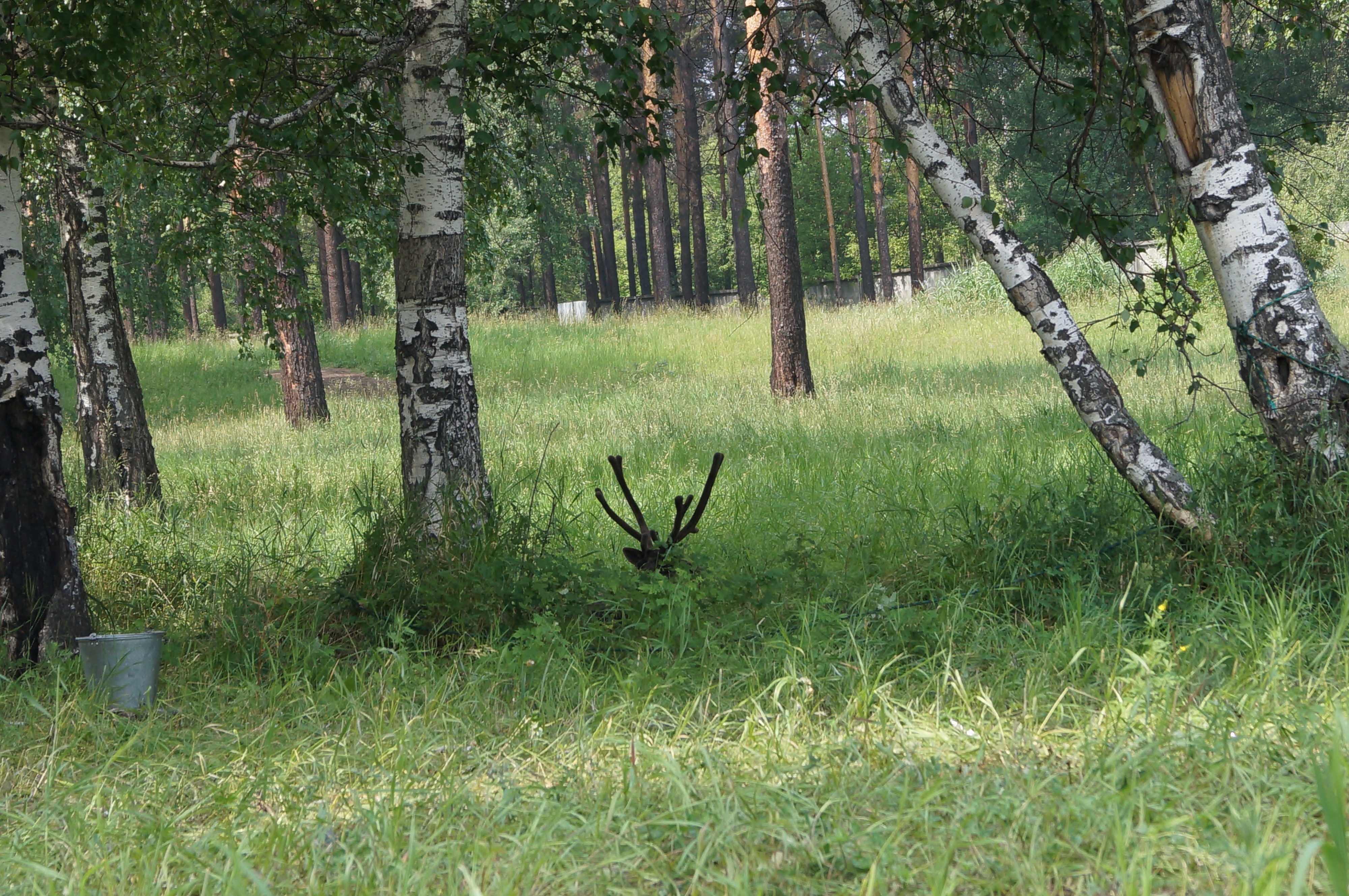 Так вот ты кокой...