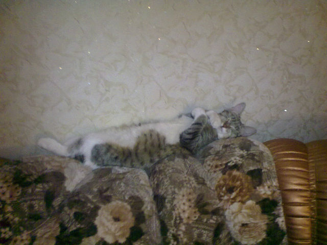Няшка