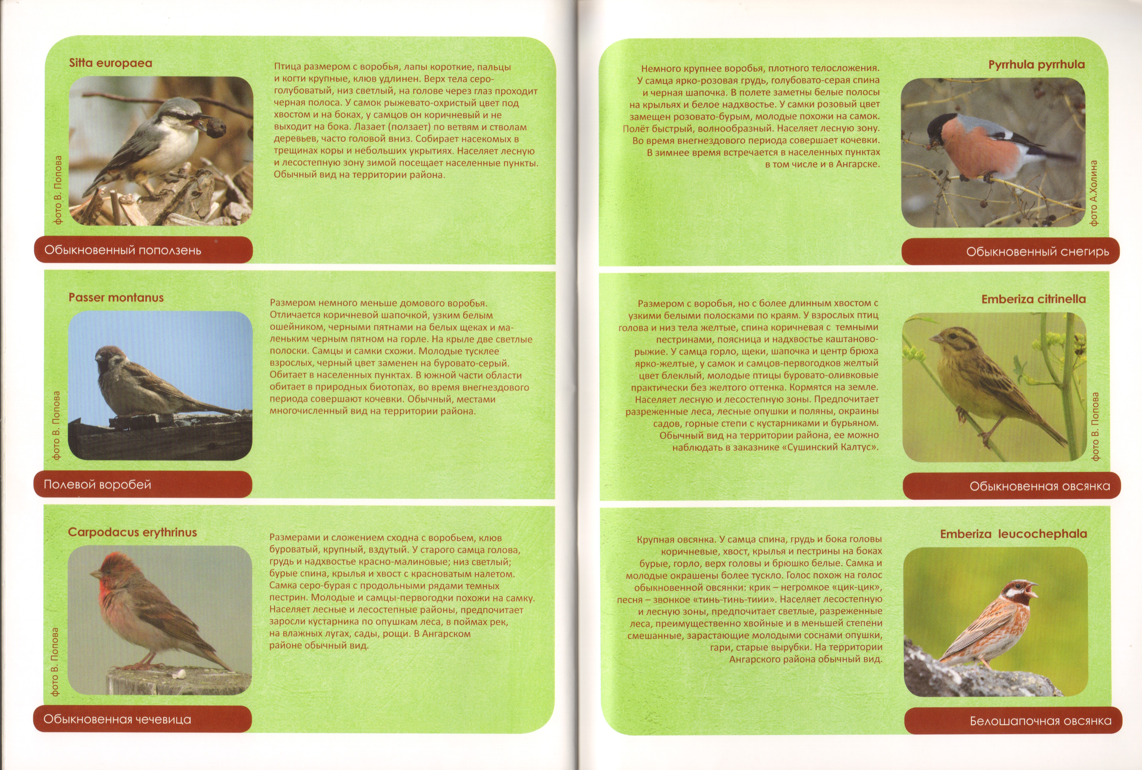 Животный мир Ангарского района 19