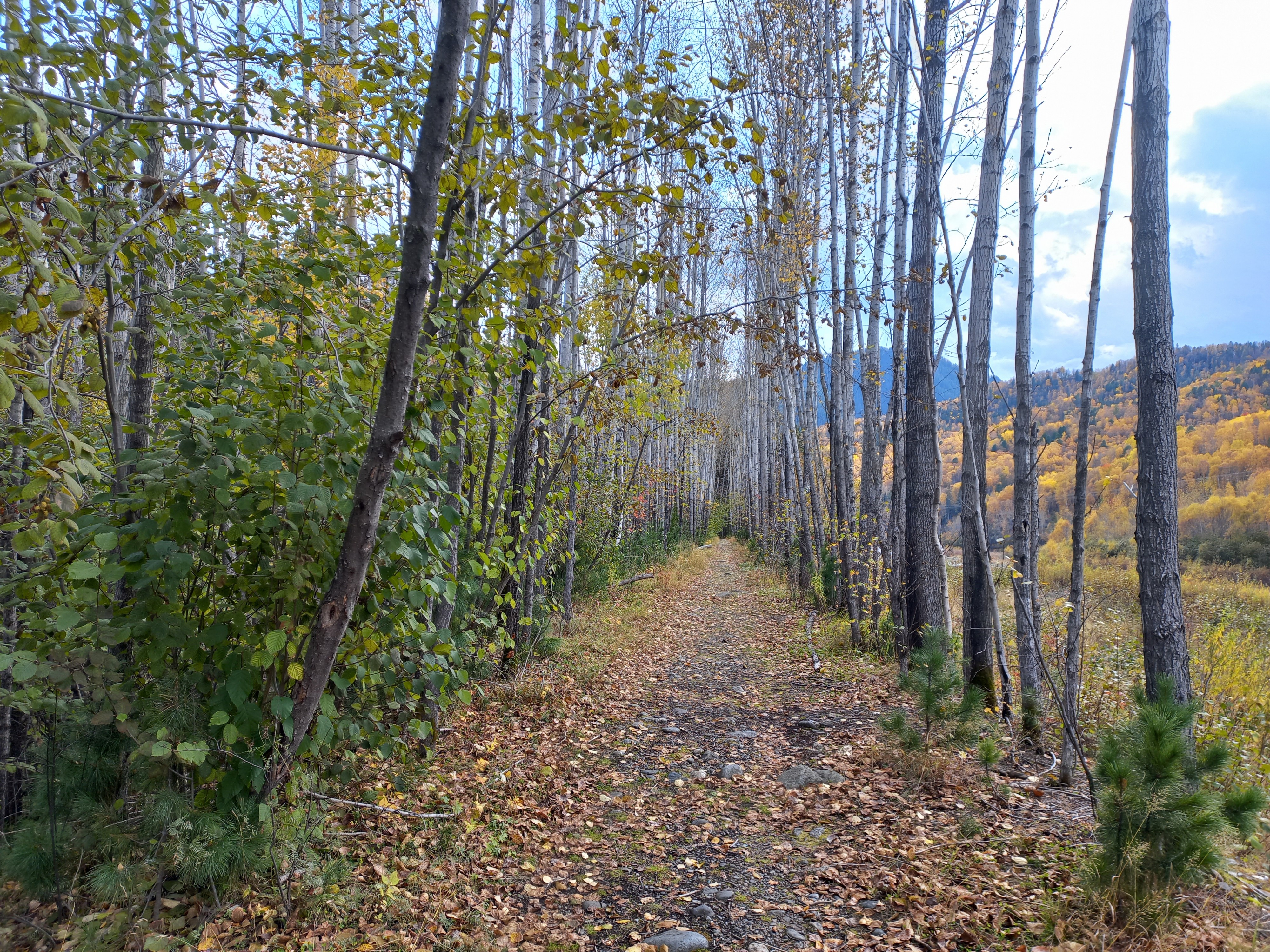 Светлые аллеи