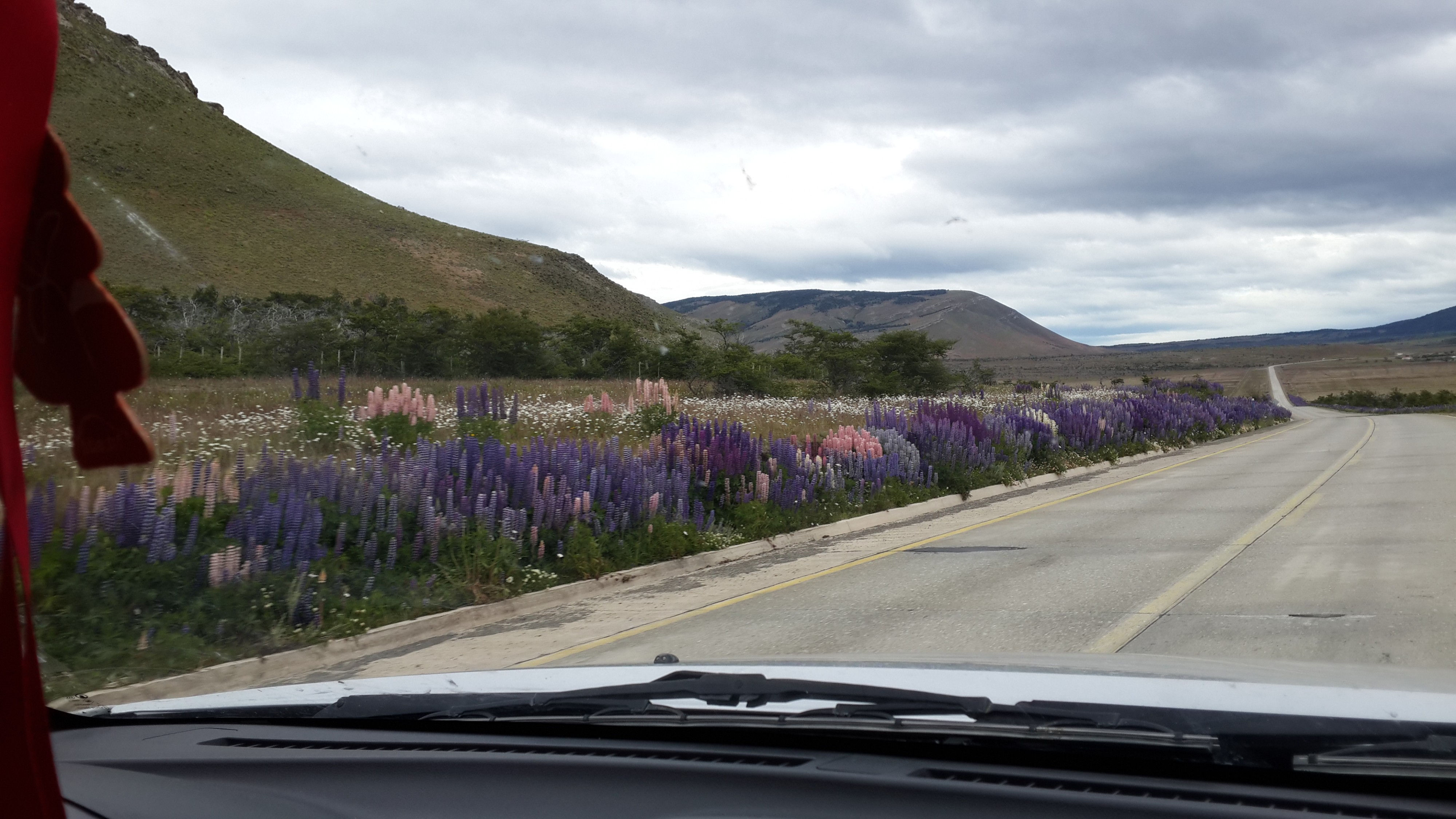 цветунчики придорожные 