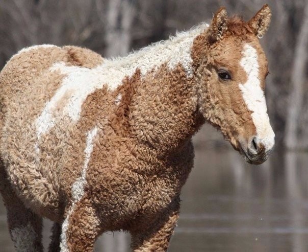 Необычная порода лошади — кучерявая забайкальская