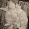 Обнимашки Обнимашки