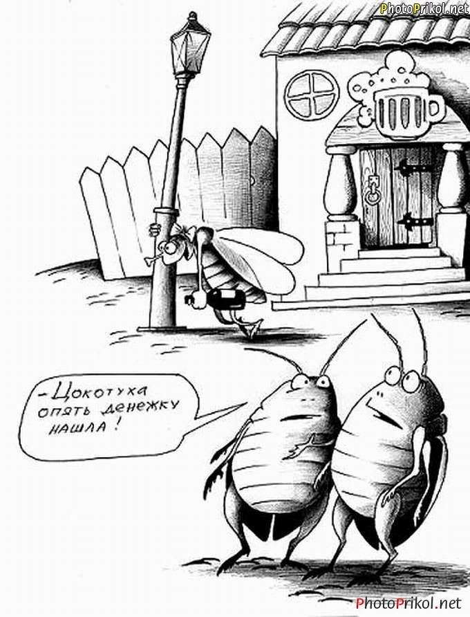 Цокотуха