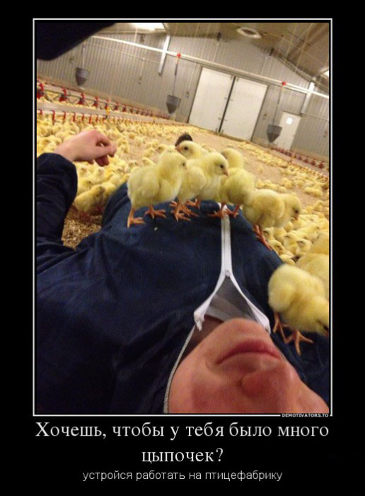 Много цыпочек