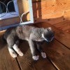 Сарминский котэ Сарминский котэ