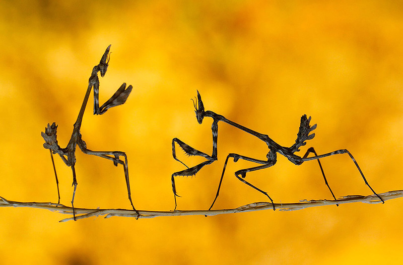 Поединок. Богомолы ))