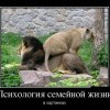 Психология семейной жизни Психология семейной жизни