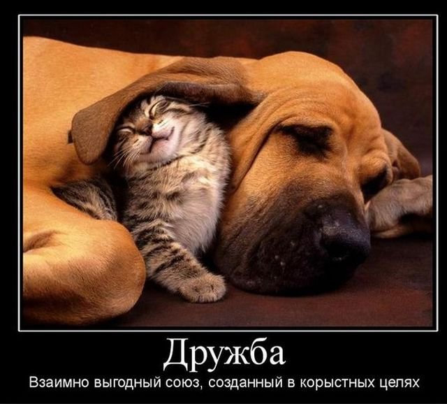 Дружба