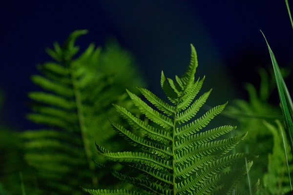 папоротник 