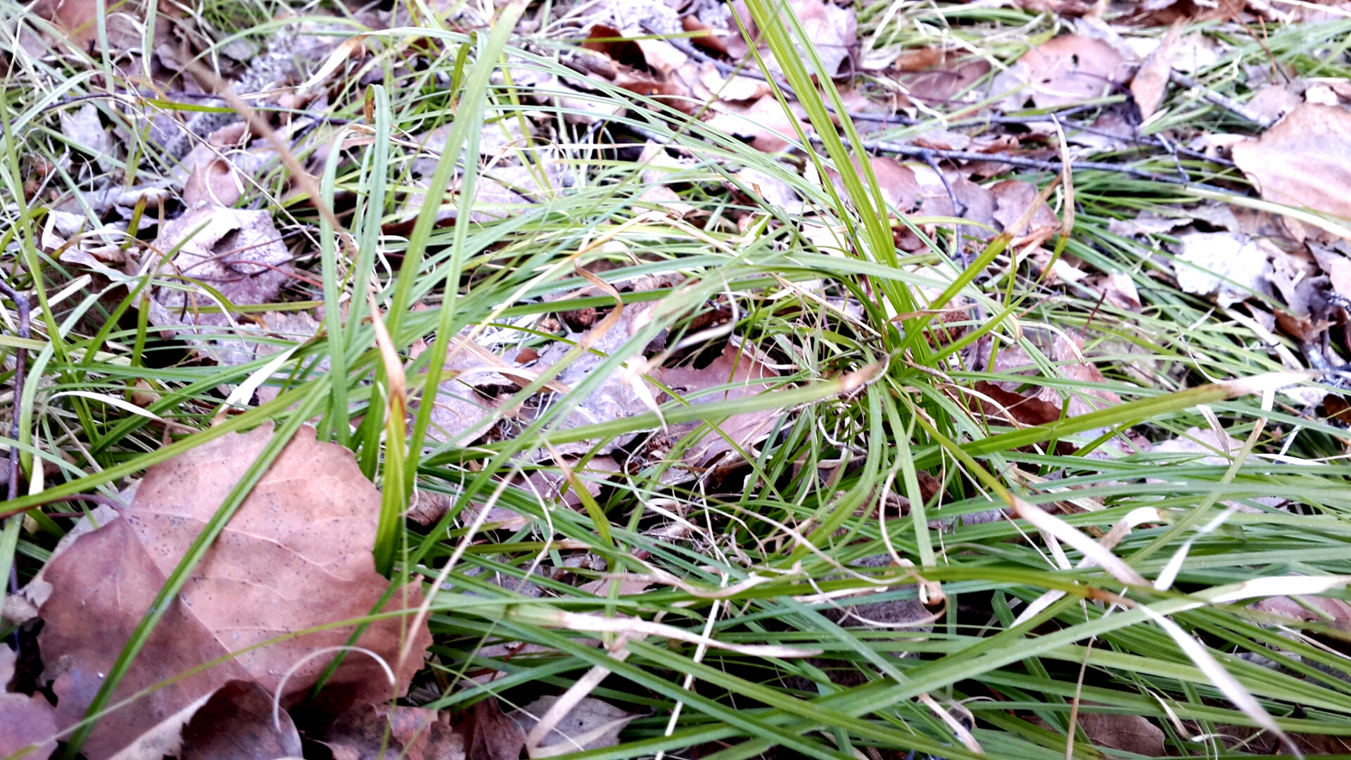 травка зенелеет, солнышко блестит