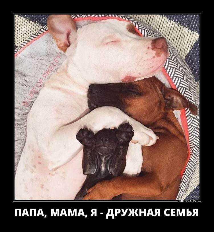 Дружная семья