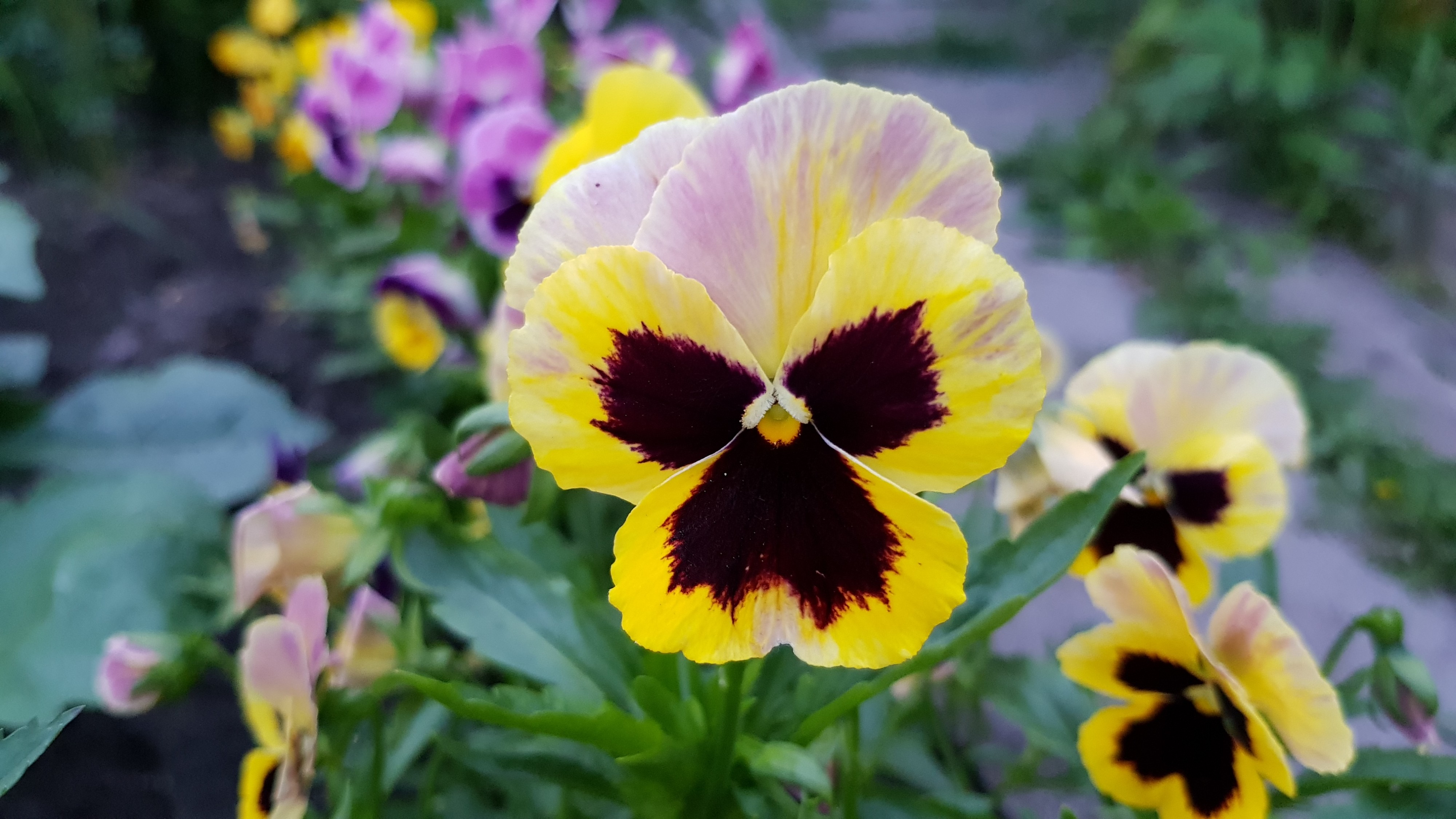 суровый цвитог))))))