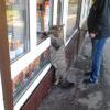 Котэ покупает 