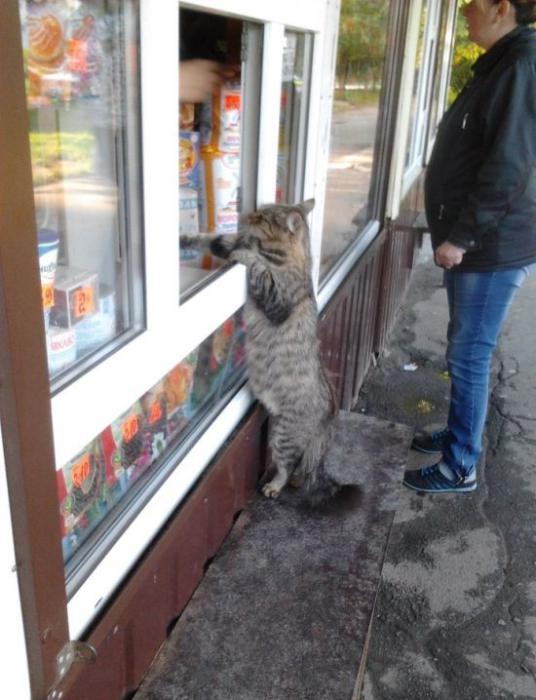 Котэ покупает 