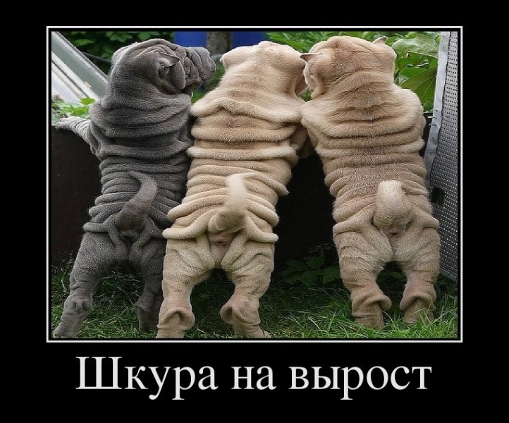 Шкура на вырост