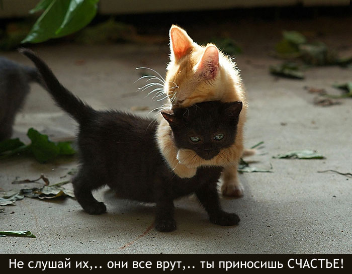 Не слушай их