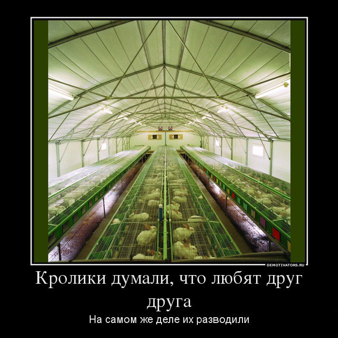 Кролики
