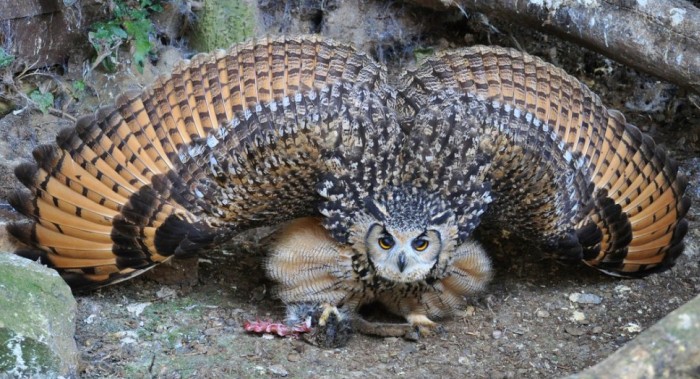 Красавица какая!