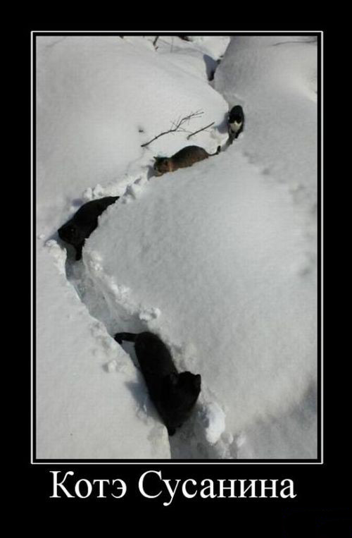 Котэ