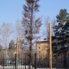 Пихта как символ деятельности В.В. Жукова Пихта как символ деятельности В.В. Жукова