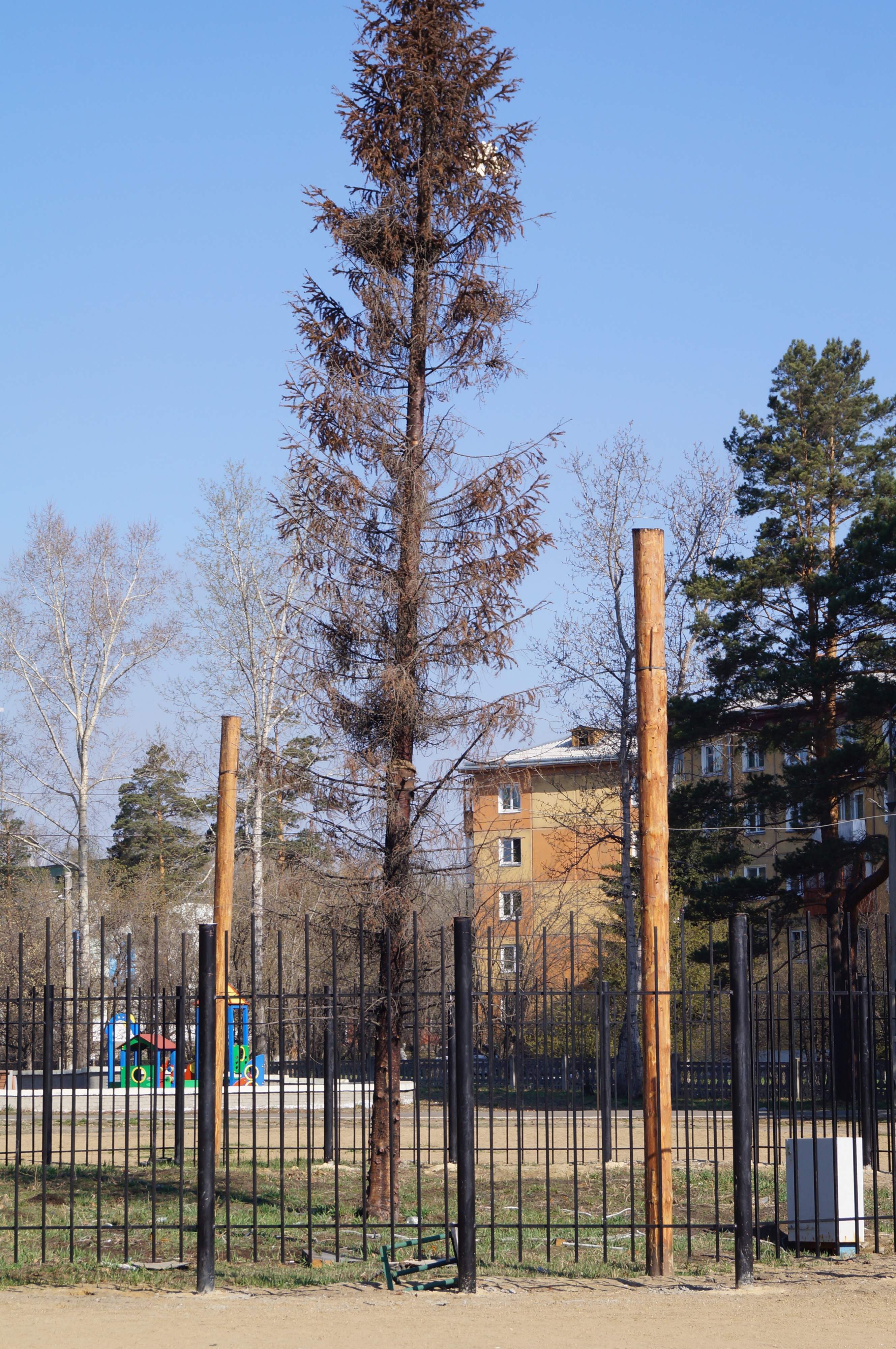 Пихта как символ деятельности В.В. Жукова