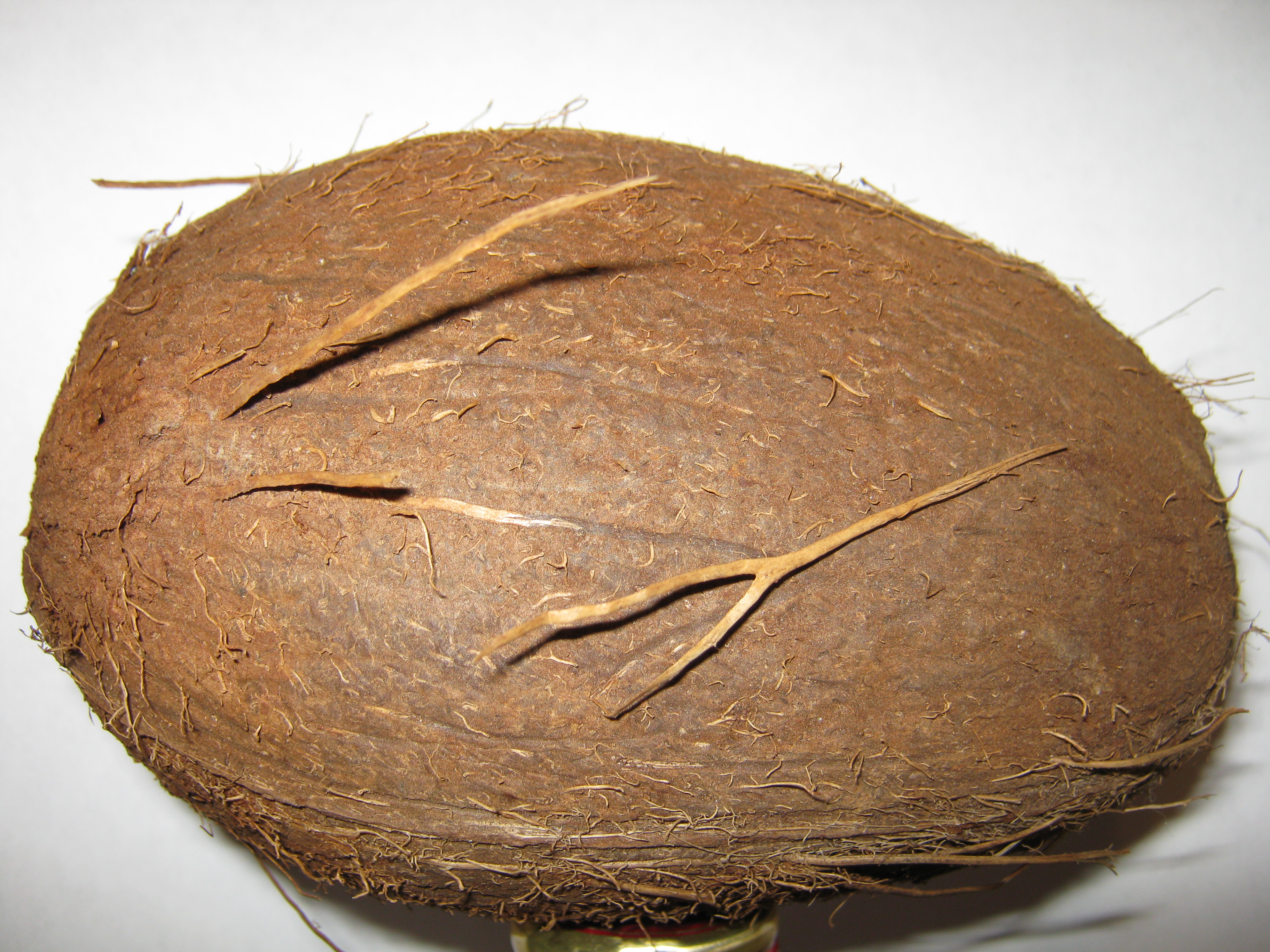 Кокос лишайный