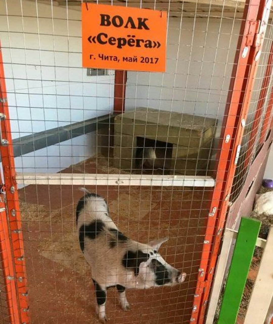 волк Серёга))))))