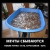 Мечты сбываются Мечты сбываются