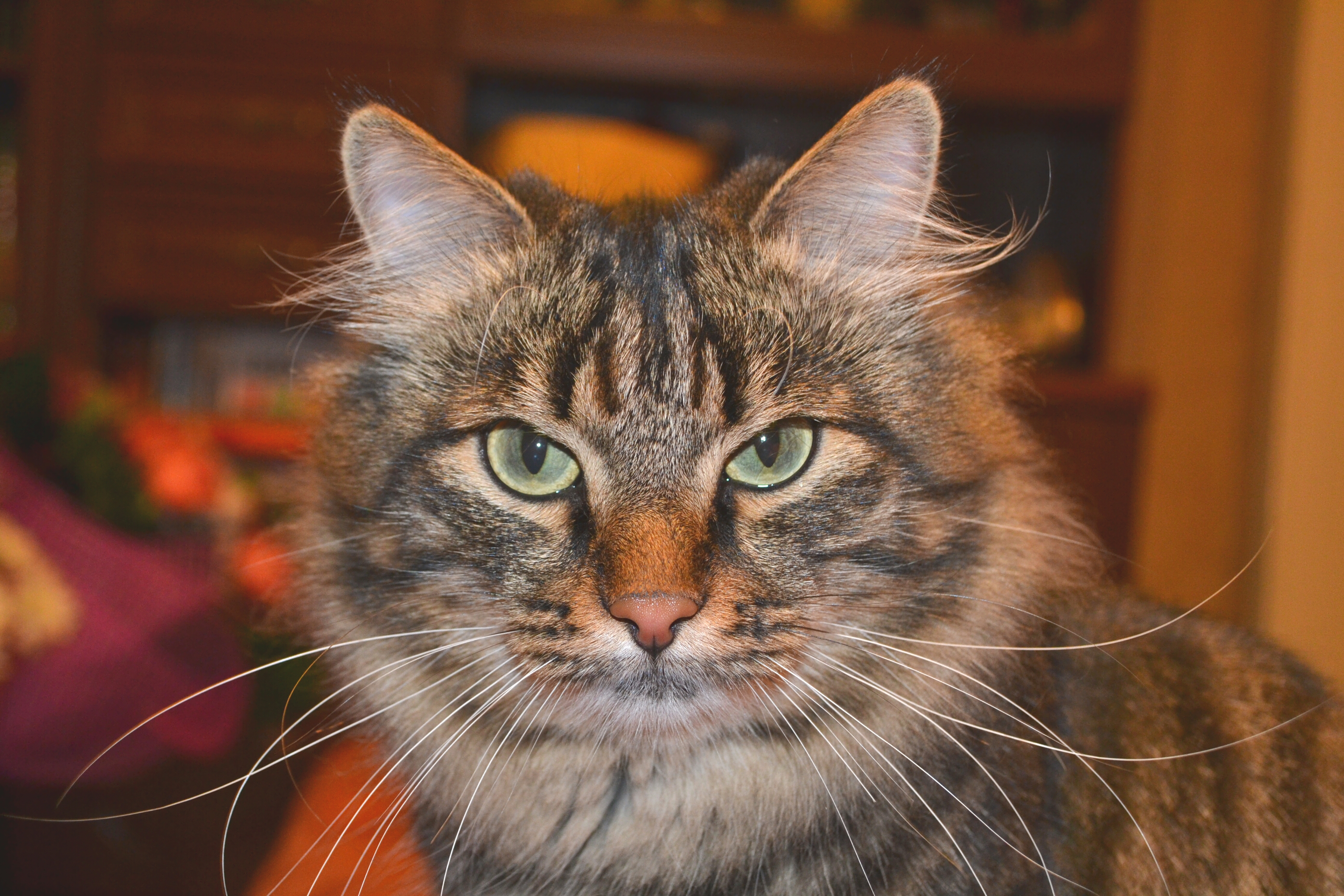 суръёзный Пушог)))))