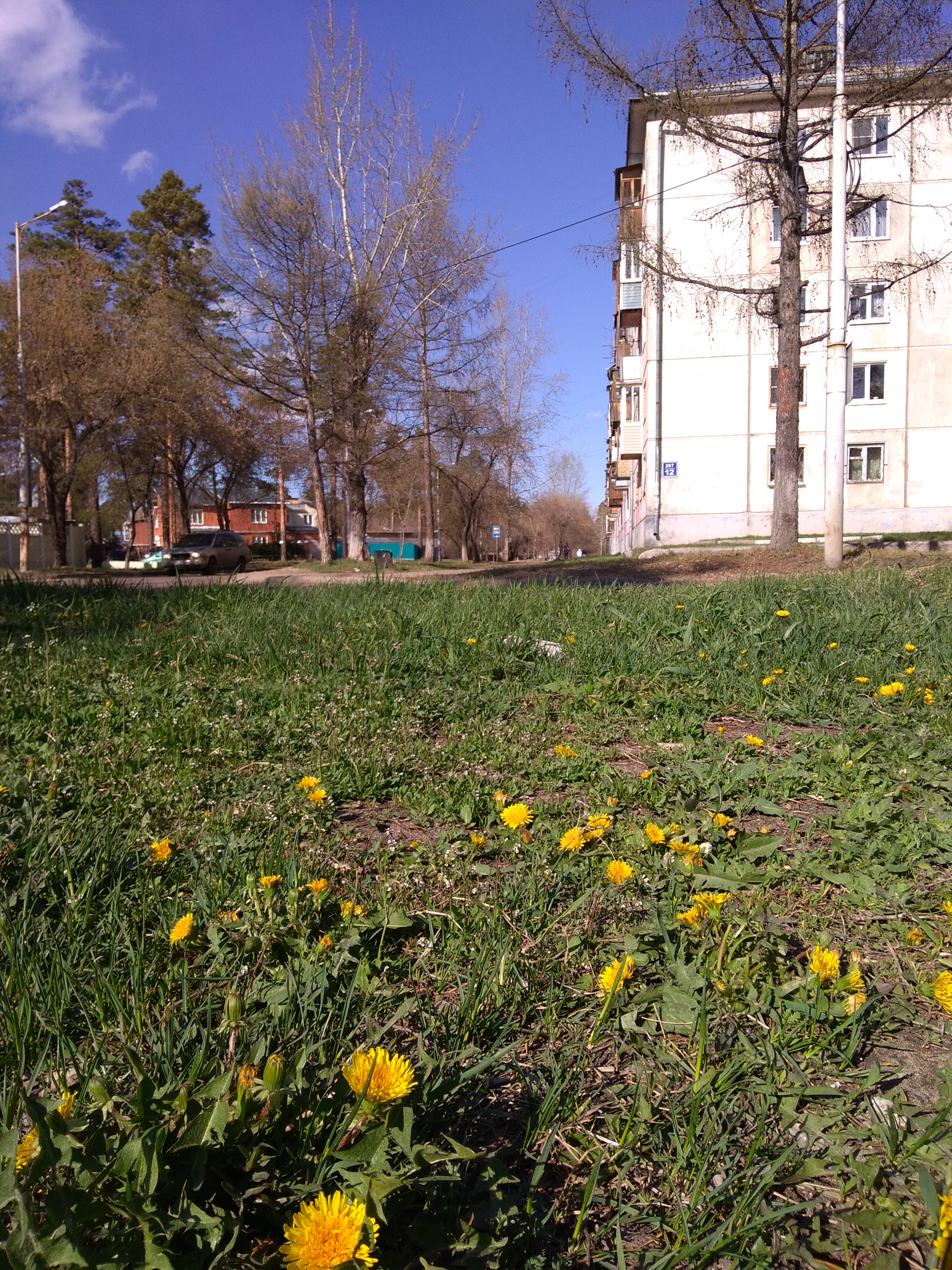 Апрельские одуванчики