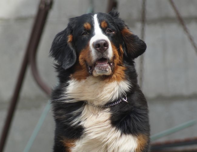 бернские зенненхунды