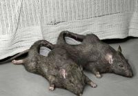 Крысотапки)))