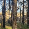 Свиристель  - красавчик