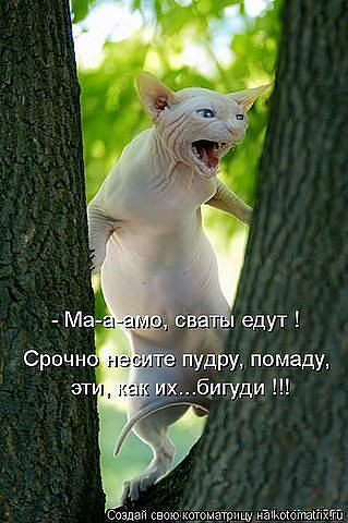 сваты едут)))