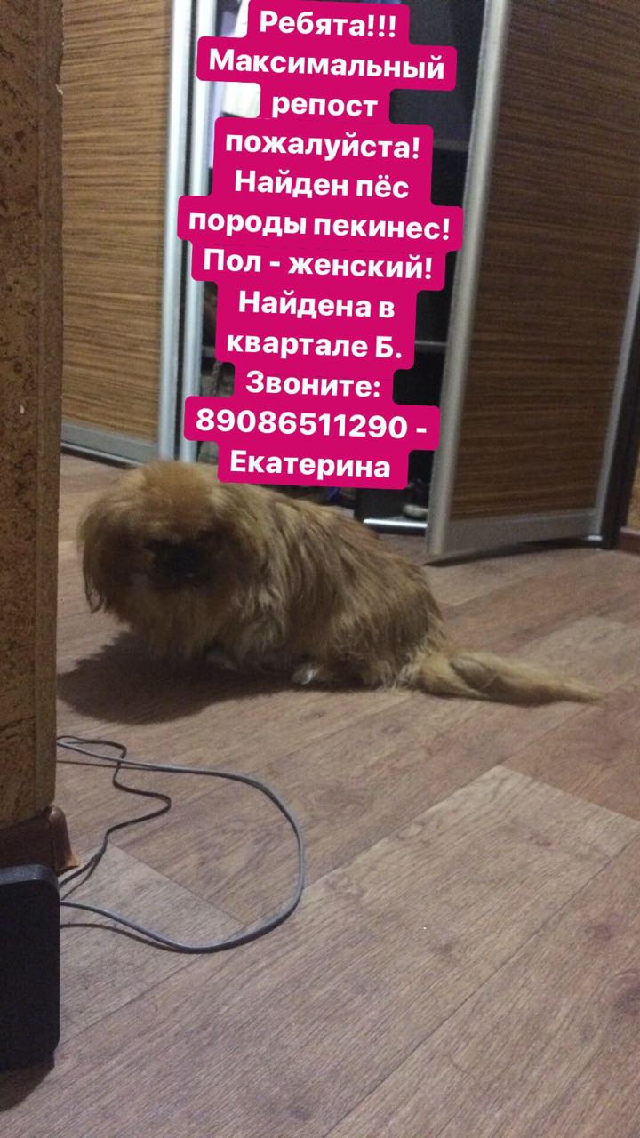 Найдена собака