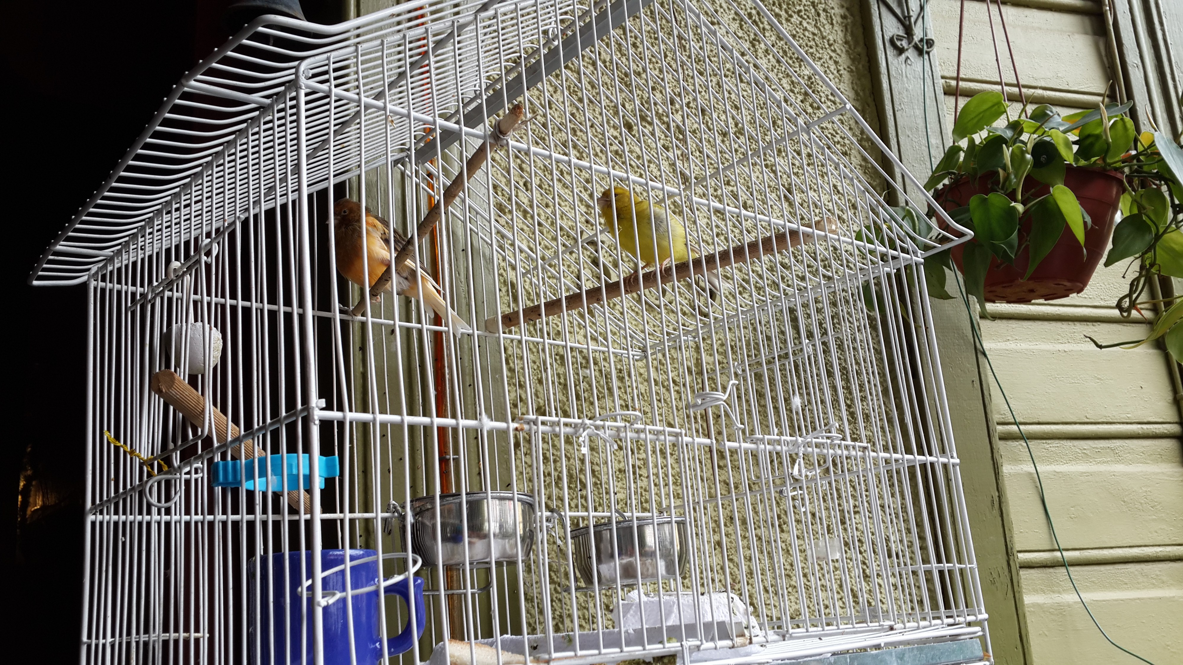 птички, которых боится привидение