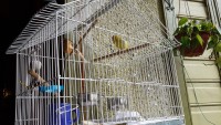 птички, которых боится привидение птички, которых боится привидение