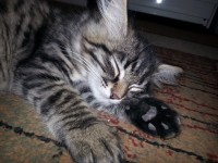 три месяца Катовскому))))