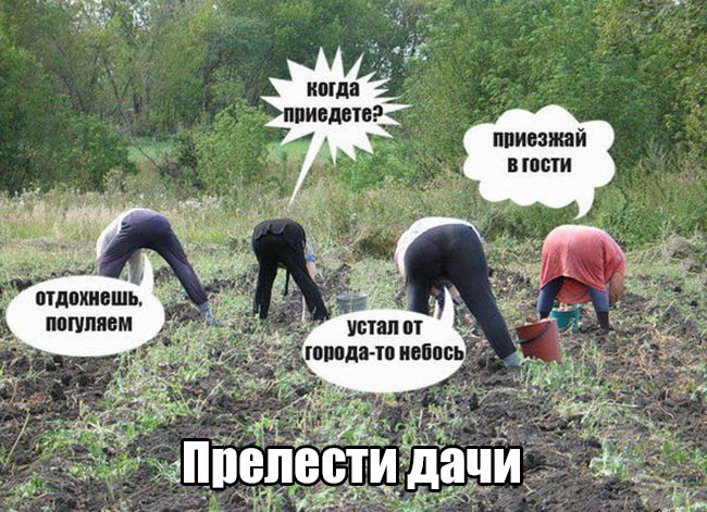 Прелести дачи