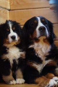 бернские зенненхунды: 2х мес щенок бернского зенненхунда с мамой, 89050885202