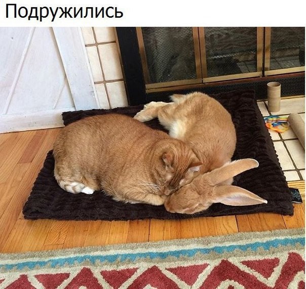 Подружились