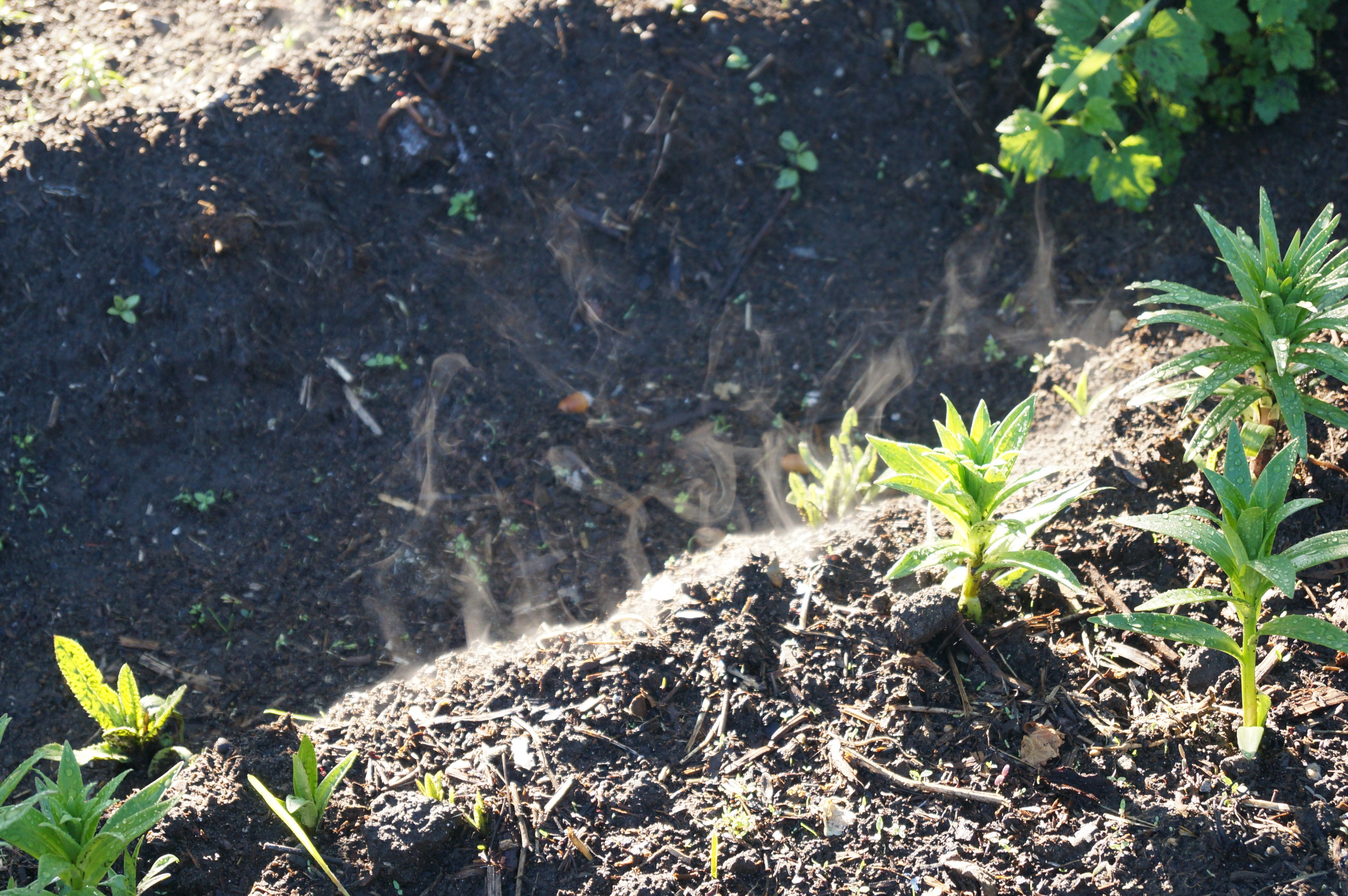 Парное утро