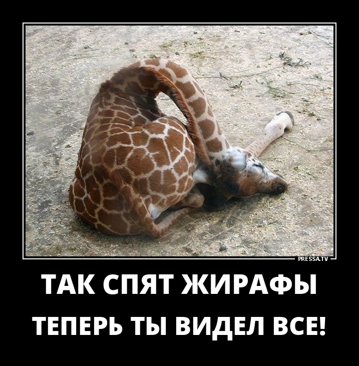 Так спят жирафы