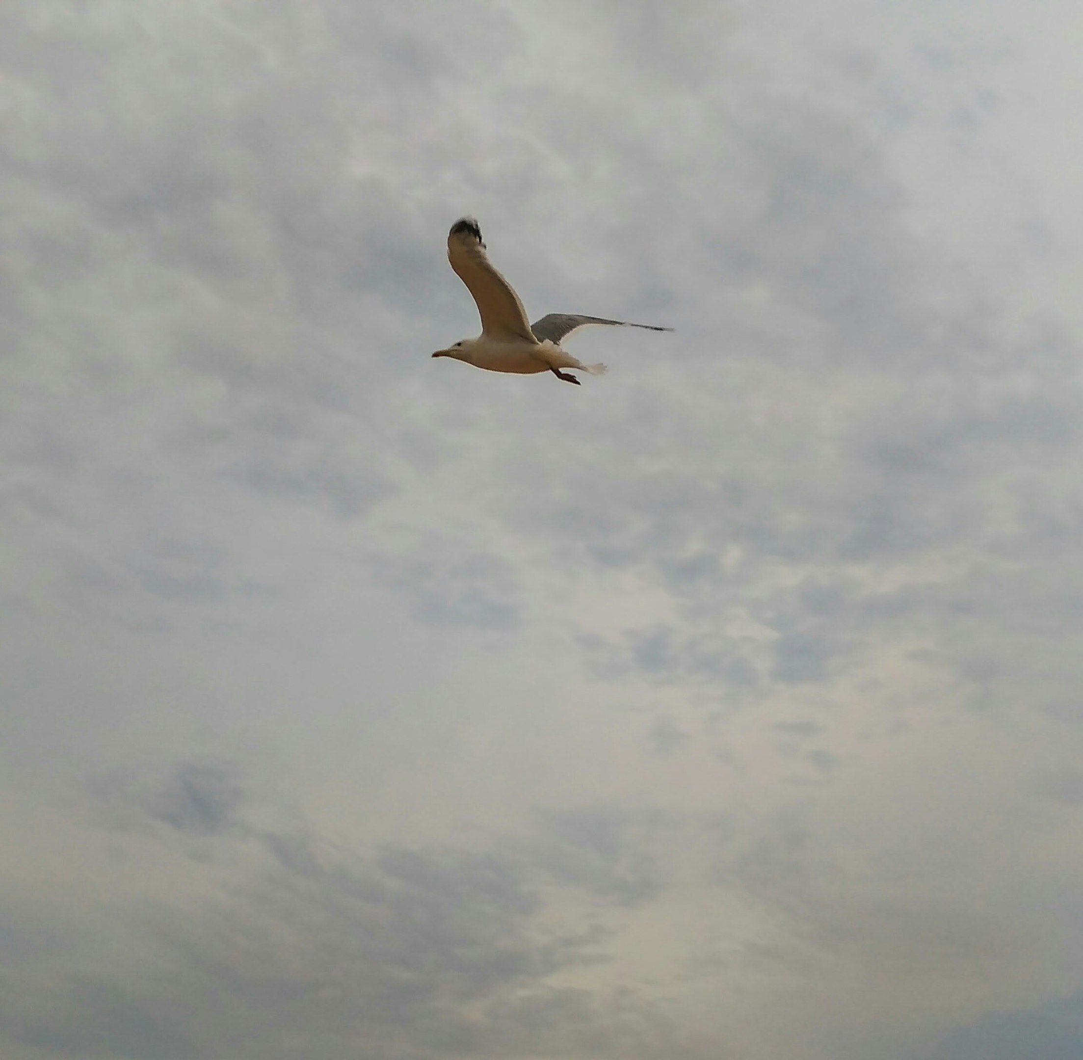 Чайка Джонатан Ливингстон