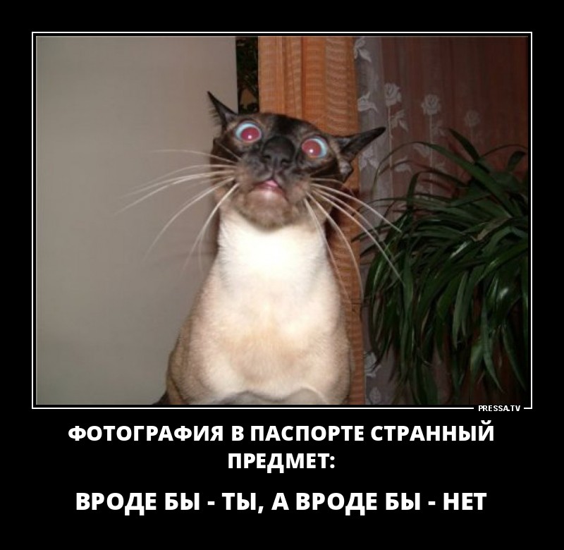 Фотография в паспорте