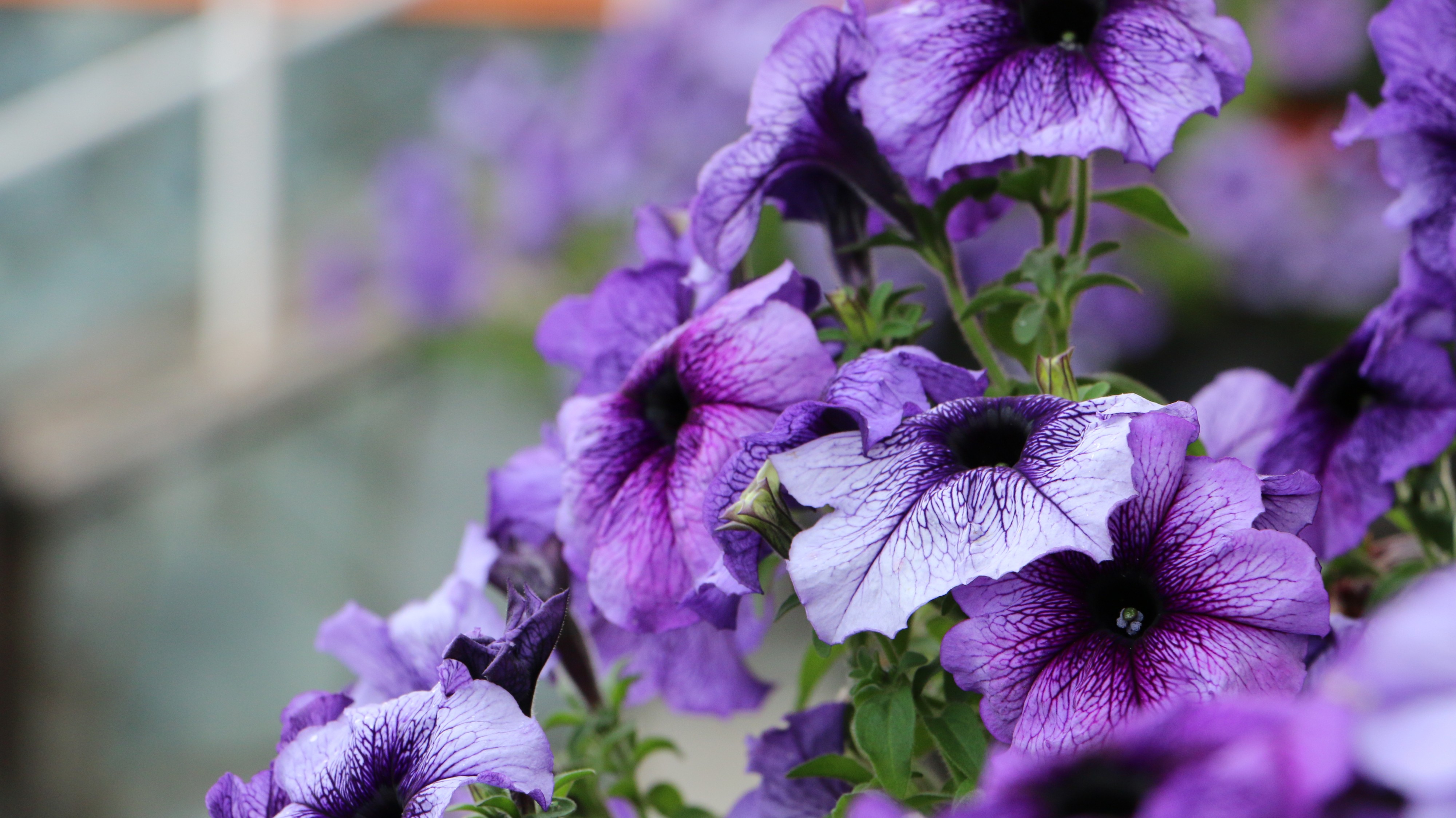 цветочки в Барнауле