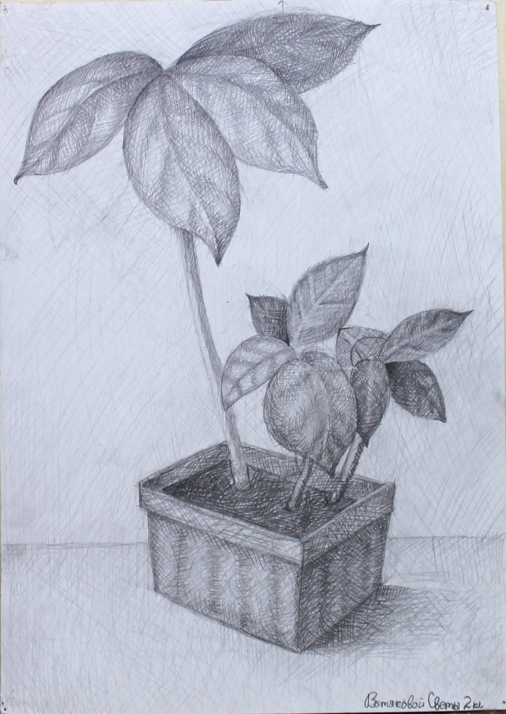 +Вотякова Света